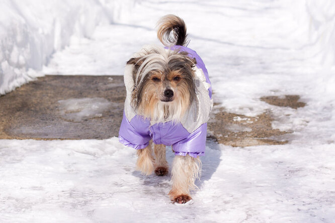 Китайська чубата