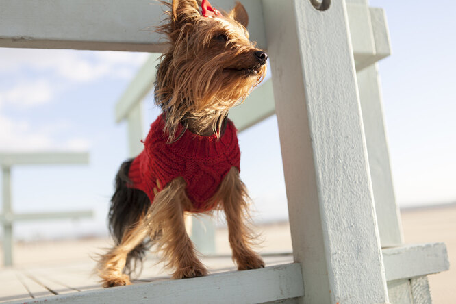 Йоркширський тер'єр