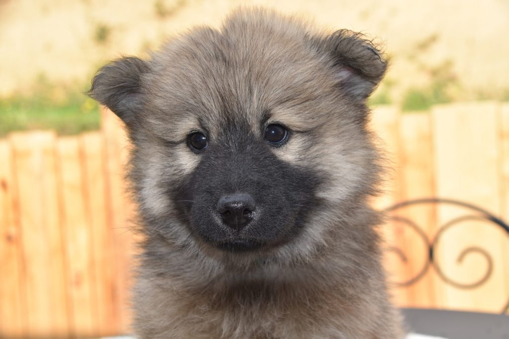 Пронос у цуценя.