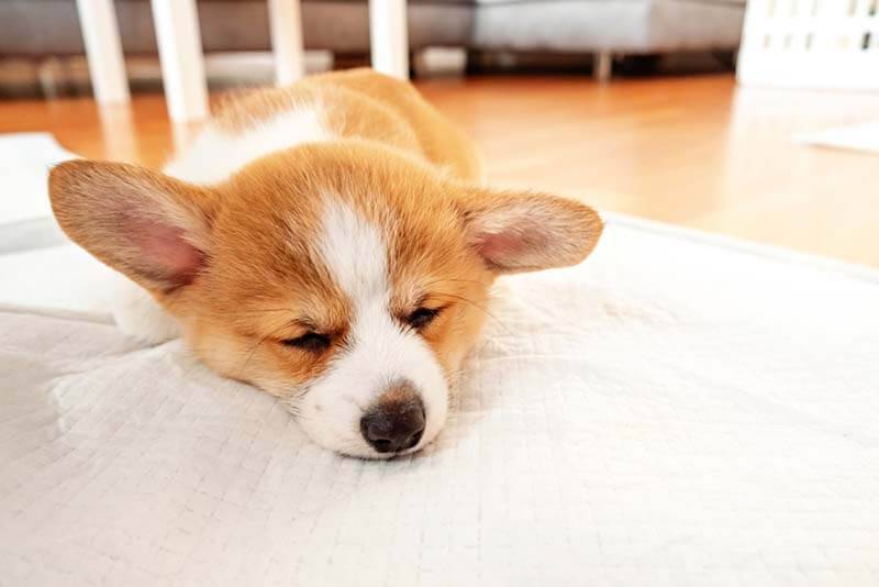 Пронос у цуценя 2-3-4 місяців