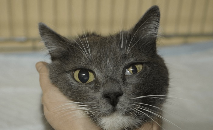 Птоз у кішки