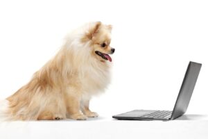 Розумні гаджети для собак: користь або марнування грошей.