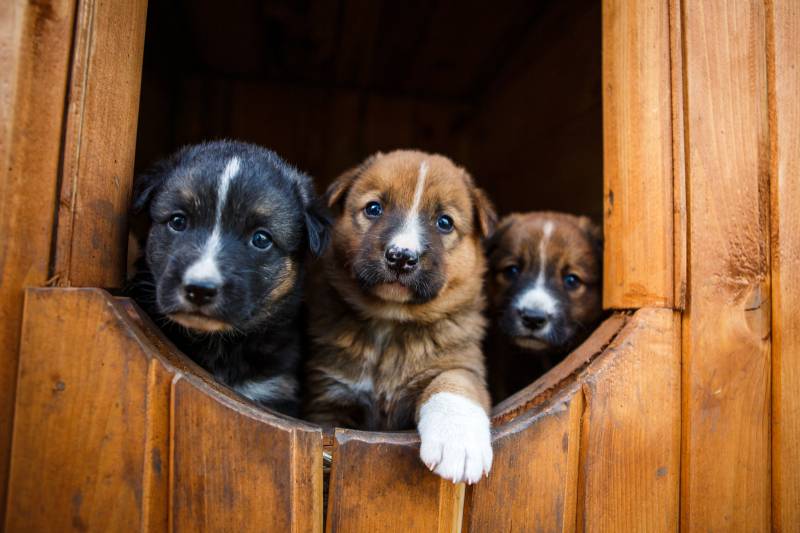 Щенята в будці