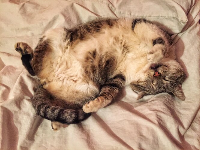 У яких кішок обвислий живіт?