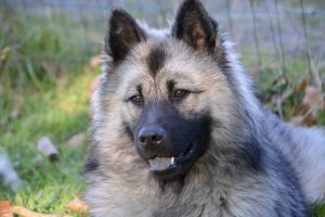 Що робити, якщо у собаки в сечі з’явилася кров?