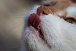 Скільки разів на день годувати кішку?