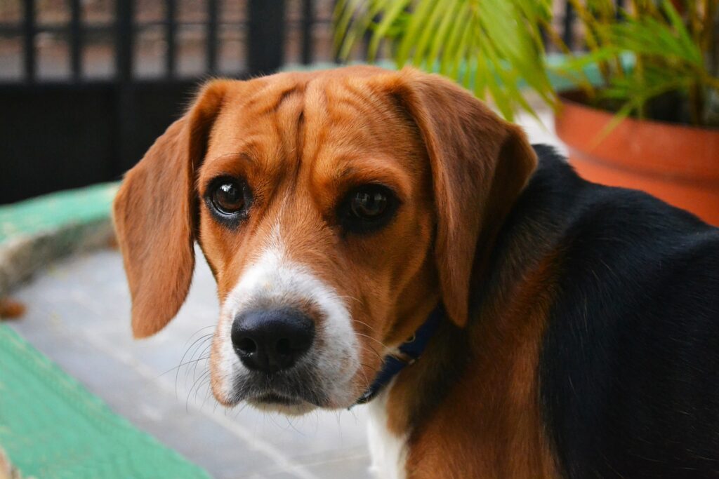 Скільки разів на день годувати собаку?