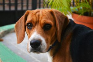 Скільки разів на день годувати собаку?