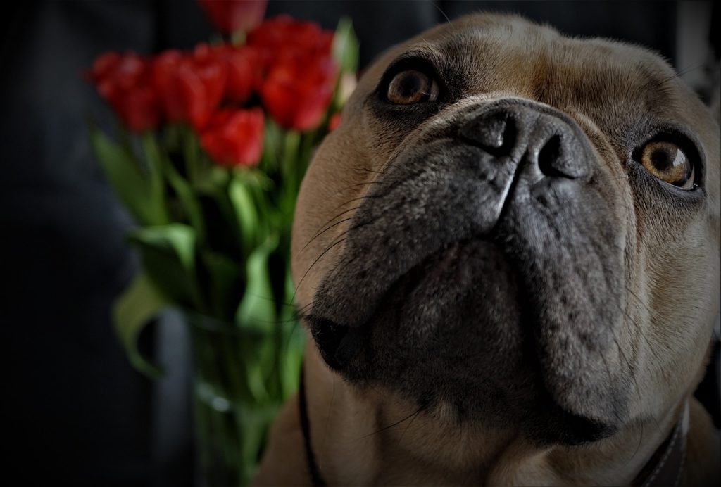 Скільки триває вагітність собаки?