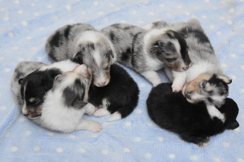 Собака народжує. Що робити?