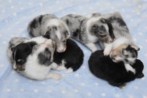 Собака народжує. Що робити?