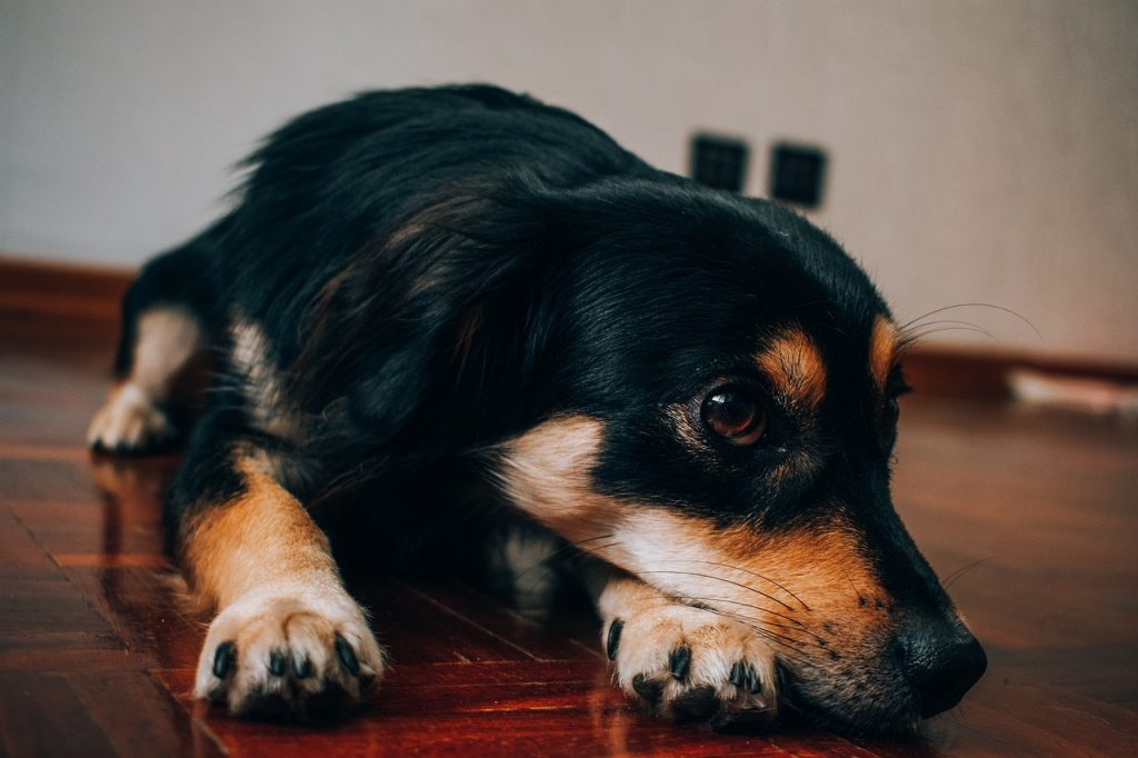 Собаку вкусив кліщ: що робити, симптоми, наслідки.