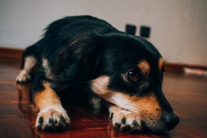 Собаку вкусив кліщ: що робити, симптоми, наслідки.