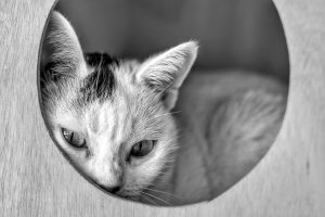 Стрес у кішок / котів: як проявляється і що робити?