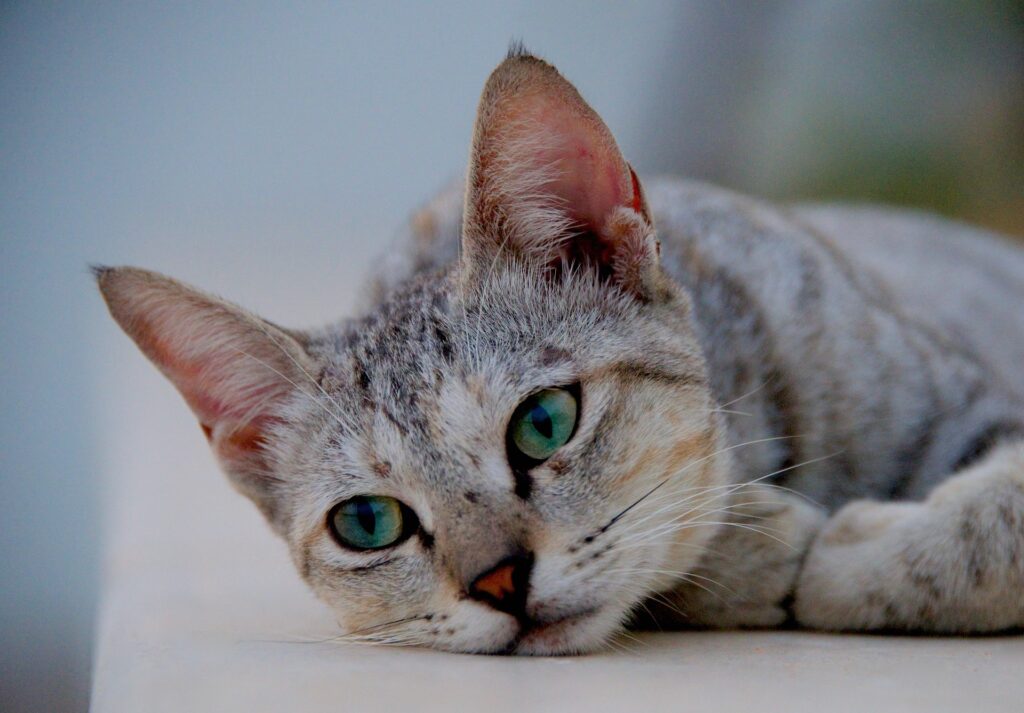 Токсоплазмоз у котів / кішок.