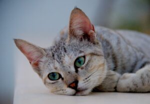 Токсоплазмоз у котів / кішок.