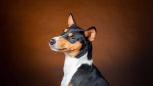 Топ-підбірка тихих порід собак.