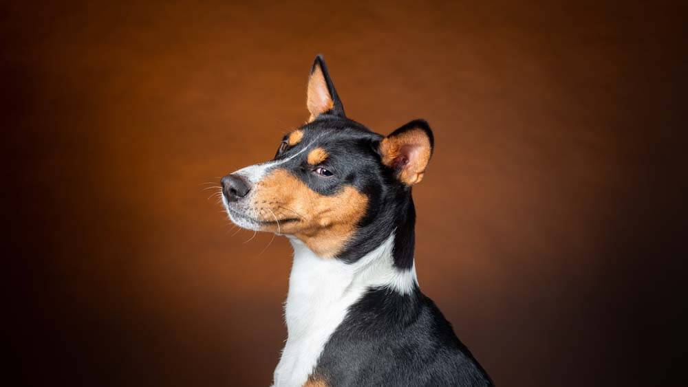 Топ тихих порід собак.