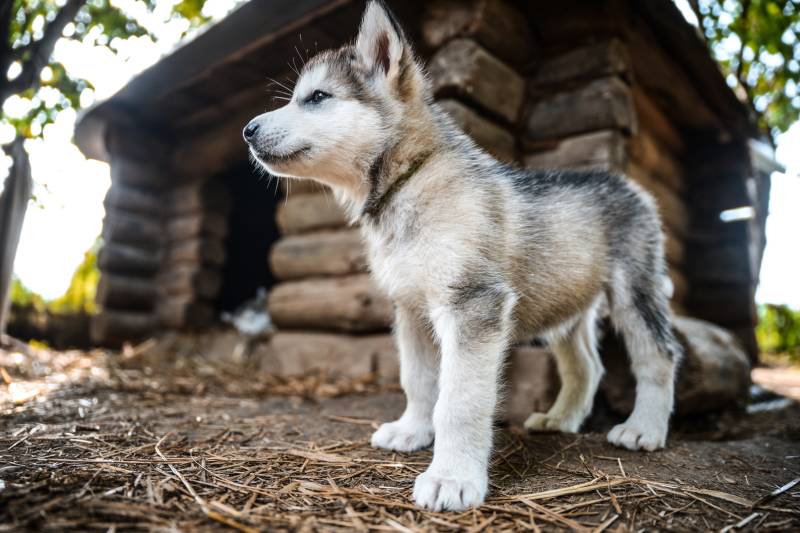 Цуценя біля будки