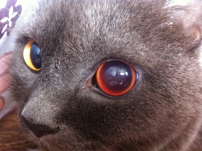 Uveitis na ụmụ anụmanụ