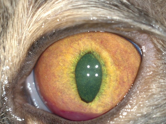 Uveitis na nwamba