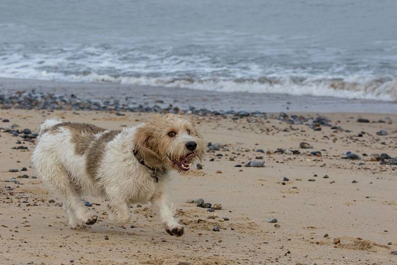 Великий вандейський бассет-гриффон