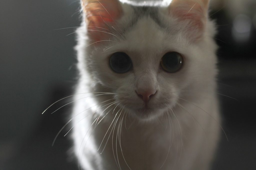 Ветеринар із фільму жахів: чого бояться кішки.