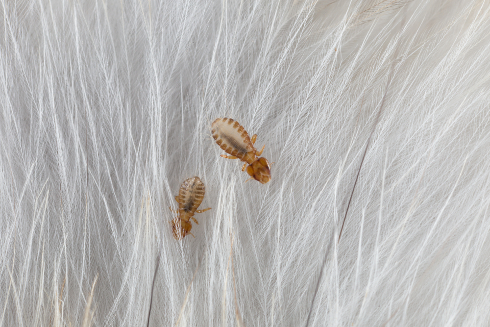 Що являють собою волосоїди / пухоїди?
