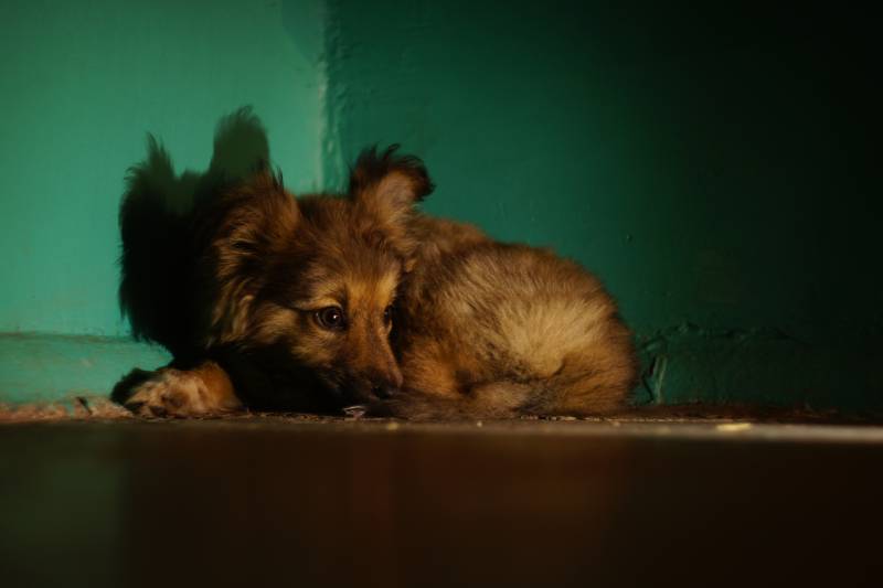 Види страхів у цуценят