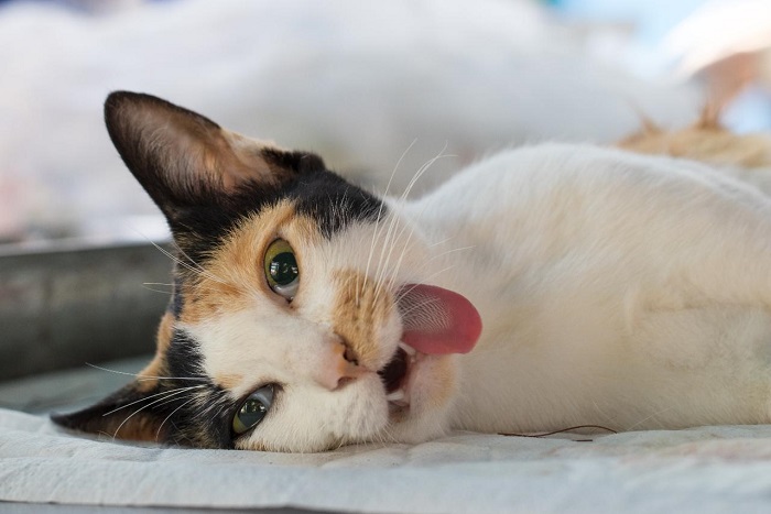 Висунутий язик - один із симптомів інсульту у кішок