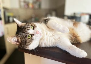 Набряк легень у котів та кішок.