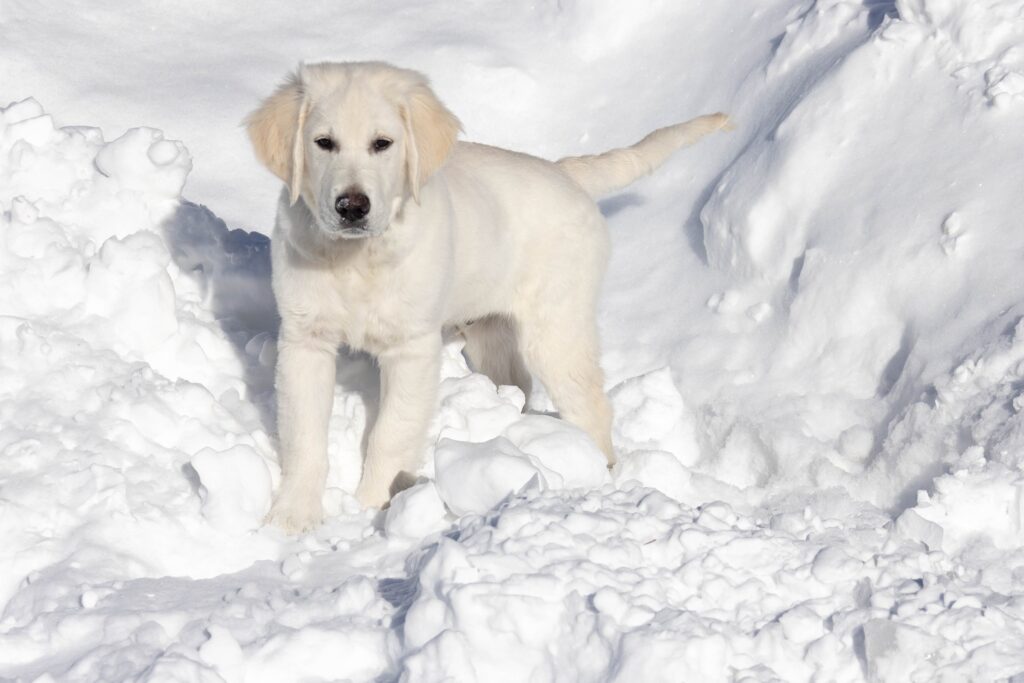 Як гуляти із цуценям взимку?