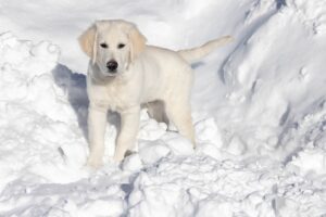 Як гуляти із цуценям взимку?