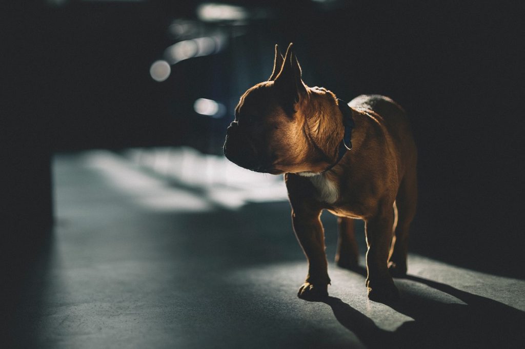 Як позбутися запаху собачої сечі?