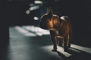 Як позбутися запаху собачої сечі?