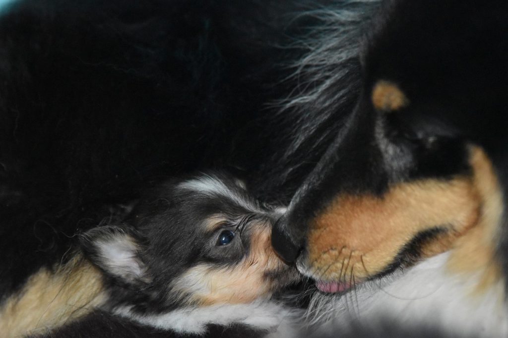 Як визначити пологи, що / які починаються у собаки?