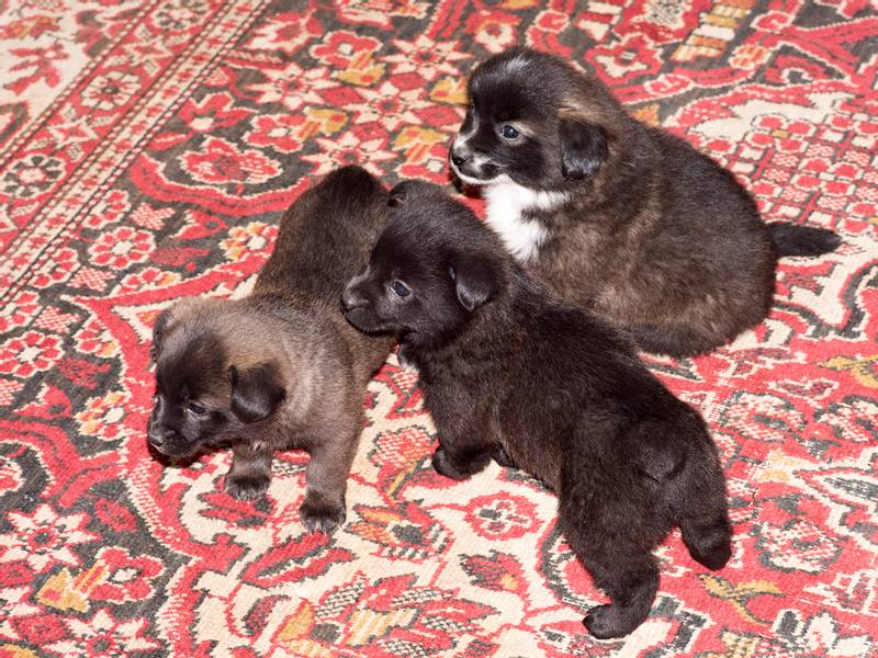 Якщо ви не можете залишити собаку у себе