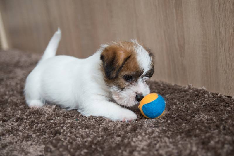 Якщо ви вирішили залишити вихованця собі