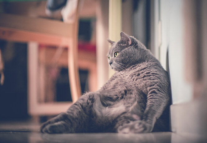 Зайва вага у котика