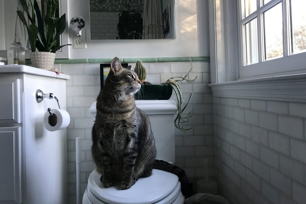 Жодних чудес: як привчити кота до унітазу.
