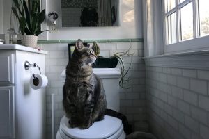 Жодних чудес: як привчити кота до унітазу.