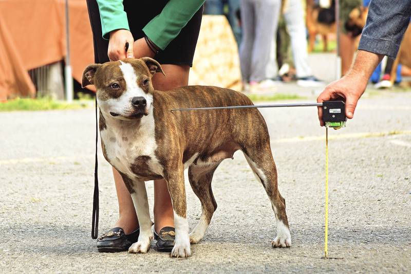 Де знаходиться холка у собаки?