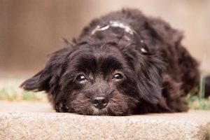 Гикавка / икавка у собаки. Що робити?