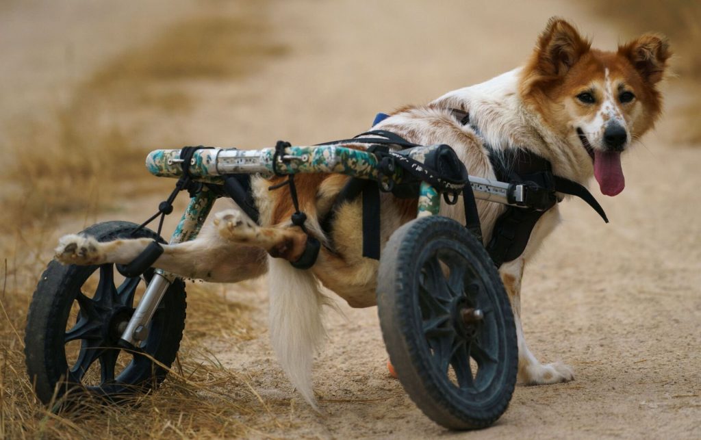 Інвалідний візок для собаки. Кому потрібен і як обрати?