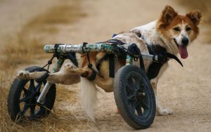 Інвалідний візок для собаки.