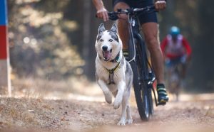 Що таке велоспрінгер?