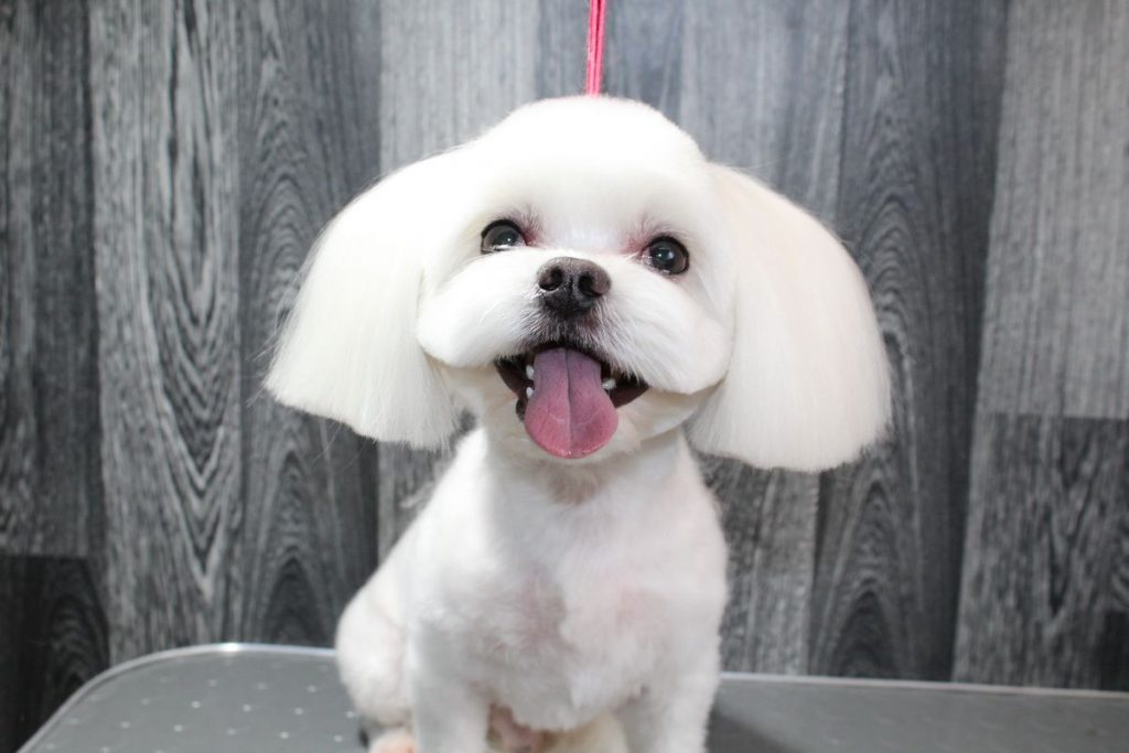 Слізні доріжки у собак. Як їх прибрати?