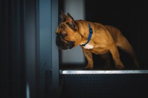 Собака натер шию нашийником. Що робити?