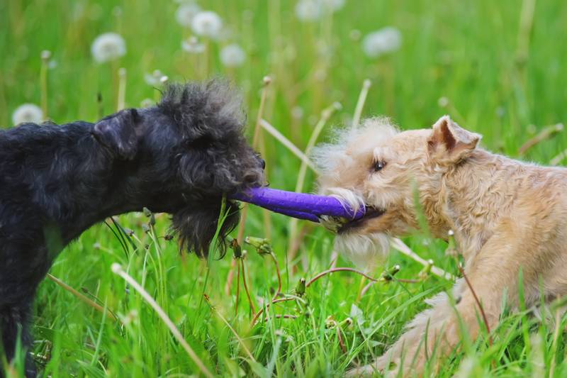 Тренування собаки з пулером
