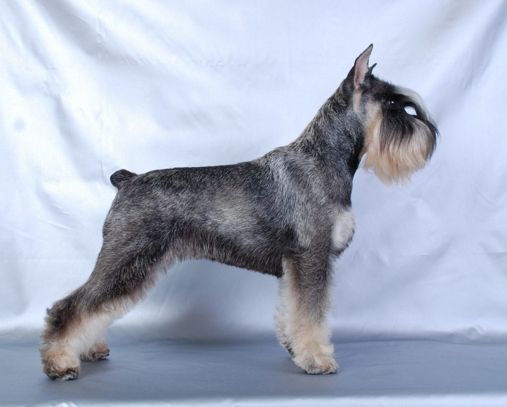 Тримінг собак.